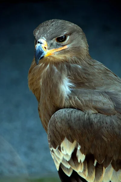 Πτηνά Μάτια Θηράματος Στο Willingen Γερμανία — Φωτογραφία Αρχείου