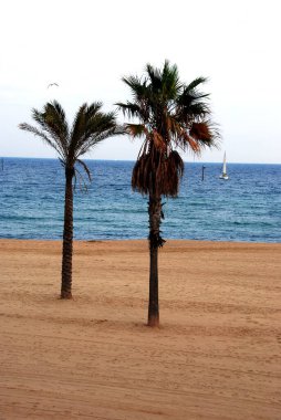 Önünde palmiyeler olan Barcelona plajı manzarası 