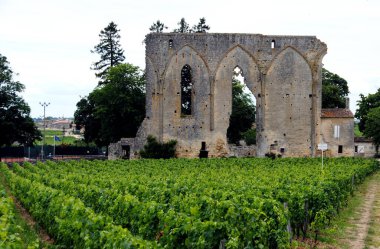 Saint Emilion bağlarındaki vadi manzarası. Fransa.