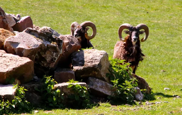 Capra Kayalık Dağ Keçisi Almanya — Stok fotoğraf