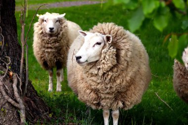 Neuenbeken, Almanya 'da otlayan koyunlar