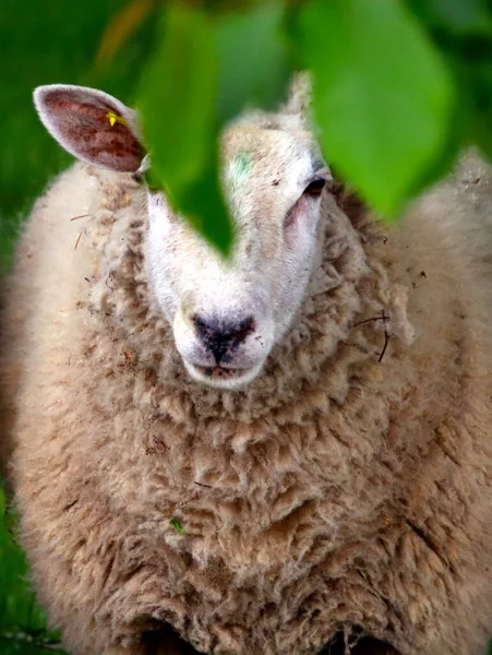 Porträt Eines Schafes Neuenbeken — Stockfoto