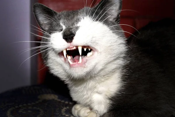 Cat Tertawa Dan Tersenyum — Stok Foto
