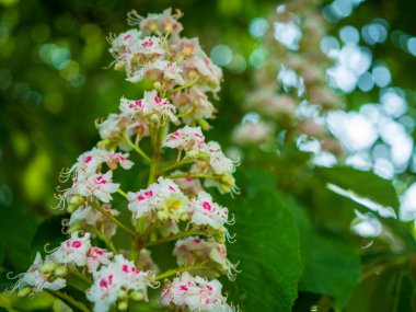 At kestanesi ağacı çiçeği