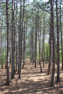 Yalta - güneşli bir patika Yalta - solnechnaya tropa