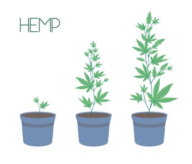 İçerde esrar yetiştirmek. Marihuana yetiştirme aşamaları: küçük bir filizden olgunlaşan tomurcuklara kadar saksılardaki yeşil çalılar. SoG kenevir yetiştirme tekniği. Düz bir şekilde tasvir et.