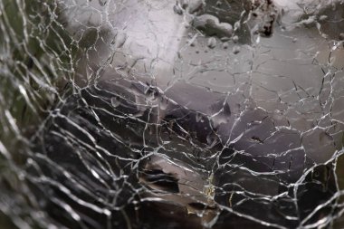 Örümcek ağına yakın çekim