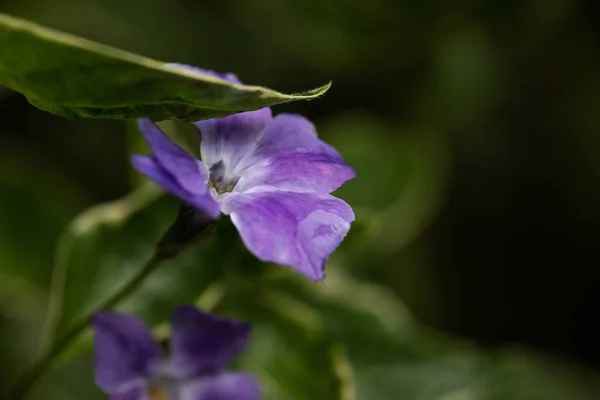 紫色の花の閉鎖 — ストック写真