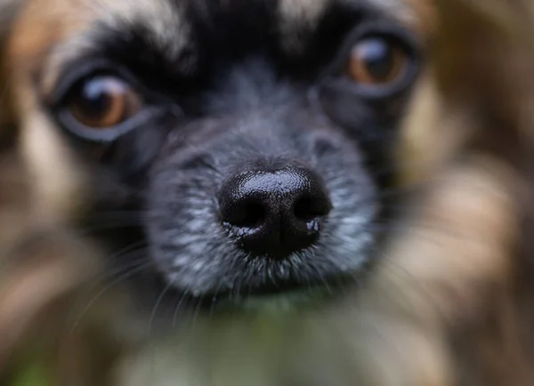 Closeup of dog\'s nose