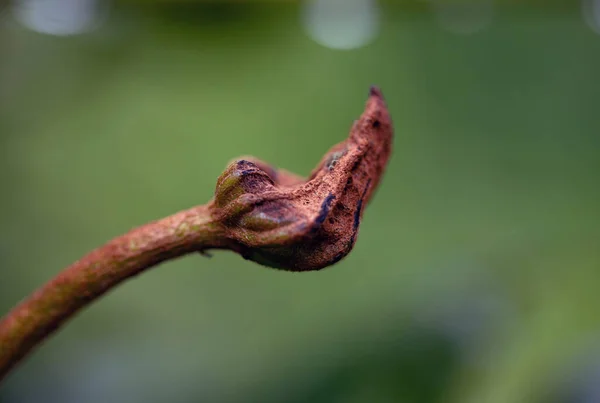 Close Campo Flores — Fotografia de Stock