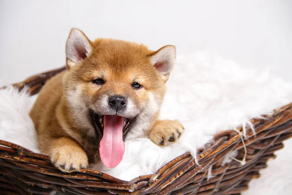 Kırmızı saçlı Shiba Iny köpek yavrusunun yakın çekimi beyaz arka planda izole edilmiş kahverengi sepetteki yumuşak beyaz battaniyenin üzerinde uzanıyor ve kameraya bakarak mutlu, sevimli ve sevimli görünüyor.