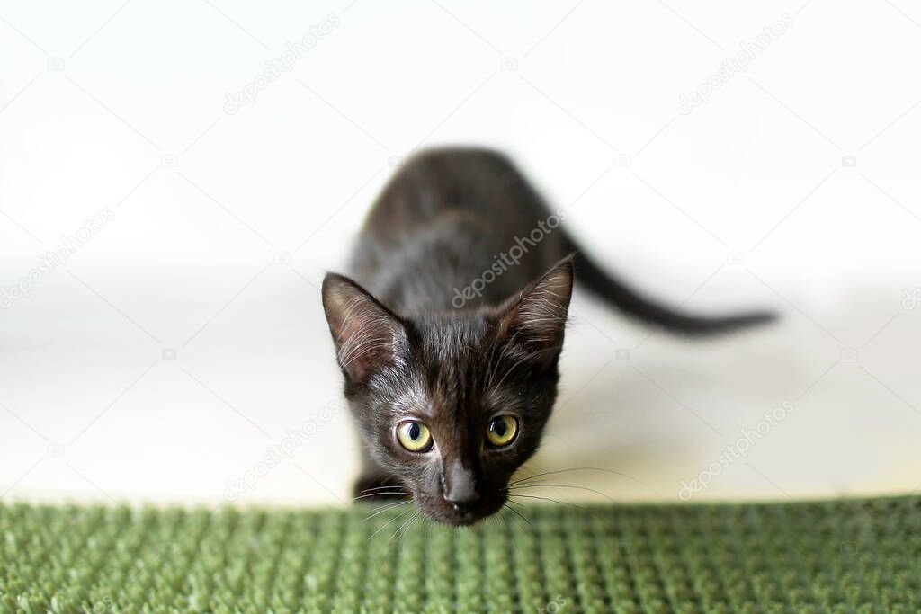 Cute small kitten of black color with green eyes stands on green carpet on white background looks into camera. Hunter's look. Head of kitten on the first plan.  Copy space