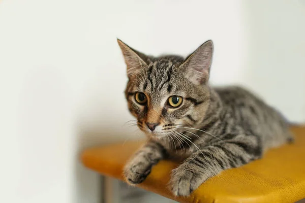 Gri çizgili güzel bir kedi beyaz arka planda sarı bir kanepede yatıyor. İlk planda kedinin başı. Uzayı kopyala Tekir