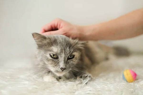 Güzel pofuduk gri çizgili kedi beyaz arka planda bir kadın eli ile beyaz ekose üzerinde uzanıyor. Uzayı kopyala Hayvan bakımı konsepti. Arkadaşlık kavramı. Mutlu