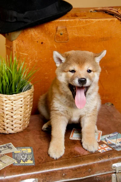 Shiba Ini 'nin kırmızı köpeği kahverengi bir bavula oturur. Dil sürçmesi. Küçük sevimli köpek yavrusu. - Arkadaşım. Retro biçimi