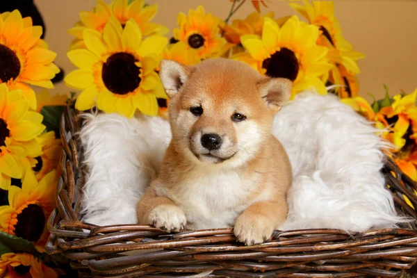 Kırmızı saçlı bir Shiba Iny köpeğinin yakın çekimi sarı bir arka planda izole edilmiş kahverengi sepetteki yumuşak beyaz battaniyenin üzerinde uzanıyor, ayçiçeklerinin arasında, güzel ve sakin görünüyor. Sepette şirin bir köpek yavrusu