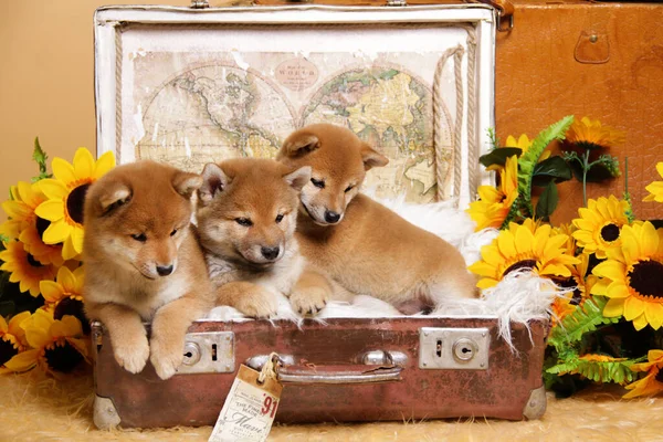Shiba Ini 'nin üç kızıl saçlı yavrusu, sarı arka planda kahverengi bir bavulda, yumuşak beyaz bir battaniyenin üzerinde uzanıyor. Ayçiçeklerinin çiçekleri arasında mutlu bir şekilde sevimli görünüyorlar. Üç sevimli köpek yavrusu