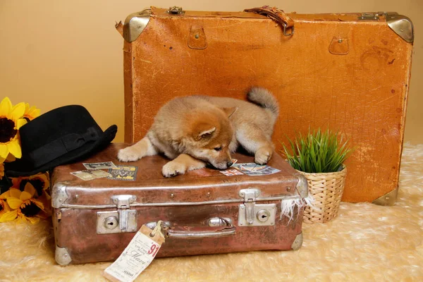 Shiba Ini 'nin kızıl saçlı köpeği kahverengi bir bavulun üzerinde, üzgün ve mutsuz görünüyor. Güzel üzgün köpek yavrusu. - Arkadaşım. Retro biçimi
