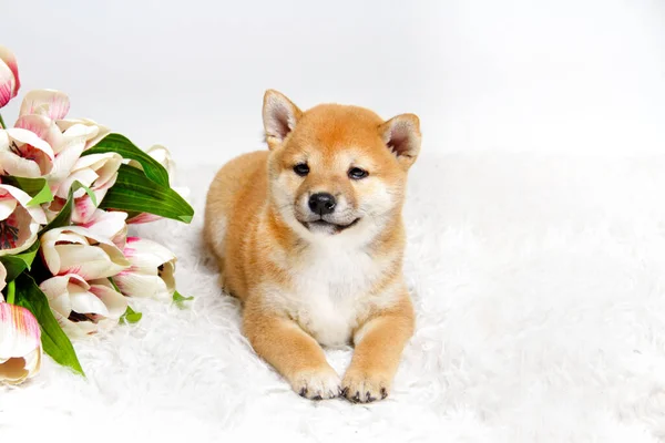 Shiba Ini 'nin kızıl saçlı köpeği beyaz bir arka planda, yumuşak beyaz bir battaniyenin üzerinde uzanıyor. Lale çiçekleri yakında. Uzağa bak. Şirin köpek. - Arkadaşım. Boşluğu kopyala