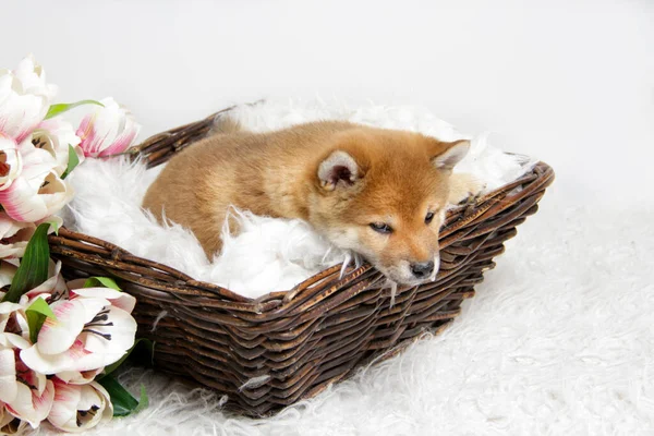 Shiba Ini 'nin kızıl saçlı köpeği beyaz arka planda izole edilmiş lale çiçeklerinin arasında kahverengi sepetteki yumuşak beyaz bir battaniyenin üzerinde uzanıyor. Üzücü ve sıkıcı görünüyor. Sepette şirin bir köpek yavrusu var. Melankoli