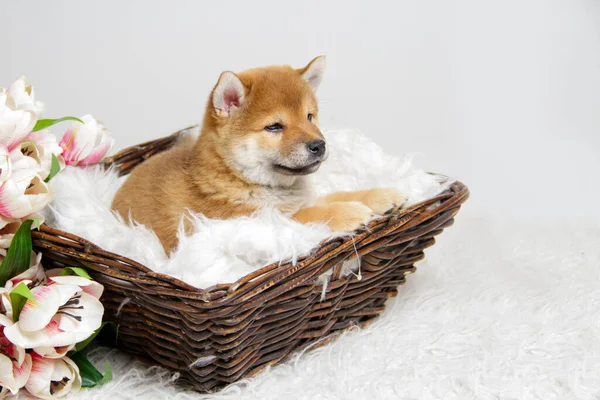 Shiba Ini 'nin kızıl saçlı köpeği beyaz arka planda izole edilmiş lale çiçeklerinin arasında kahverengi sepetteki yumuşak beyaz bir battaniyenin üzerinde uzanıyor. Uzağa bak. Sepette şirin bir köpek yavrusu. 