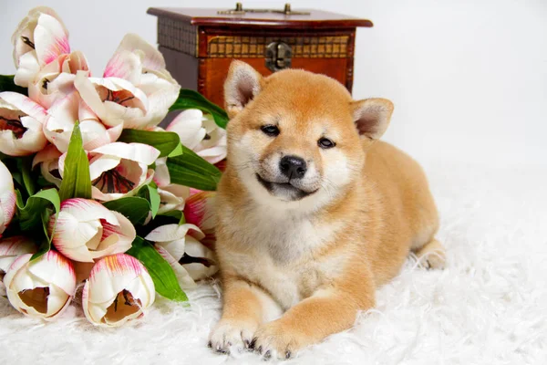 Shiba Ini 'nin kızıl saçlı köpeği beyaz bir arka planda, yumuşak beyaz bir battaniyenin üzerinde uzanıyor. Lale çiçekleri yakında. Kameraya bakıyor. Şirin köpek. - Arkadaşım. Boşluğu kopyala