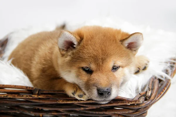 Kırmızı saçlı bir Shiba Iny köpeğinin yakın plan resmi beyaz arka planda izole edilmiş kahverengi sepetteki yumuşak beyaz battaniyenin üzerinde uzanıyor. Üzgün ve donuk görünüyor. Sepette şirin bir köpek yavrusu. Melankoli