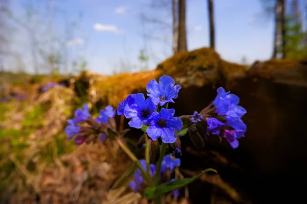 Medunica 'nın ilk bahar çiçekleri (Pulmonaria officinalis) ormanda güzel bir şekilde çiçek açar. Akciğer kurdu Pulmonaria officinalis 'in küçük mor çiçekleri - tıbbi bitki. Seçici odak, boşluğu kopyala