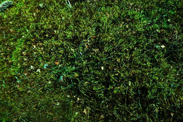 Textura Verde Hermoso Moss Naturaleza Fondo Con Espacio Copia Textura — Foto de Stock