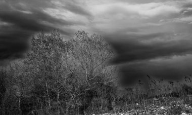 Siyah beyaz ağaçların silueti 