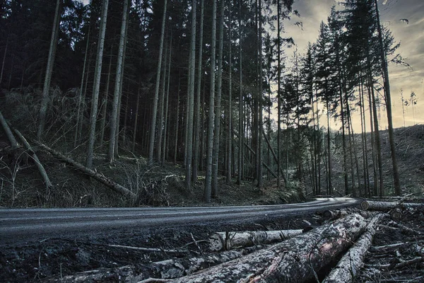 Camino Bosque Dañado Por Fuerte Vendaval — Foto de Stock