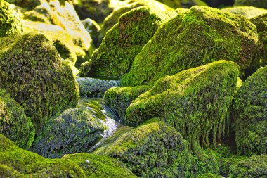 İlkbaharın başlarında yosun kaplı taşların arasından akan akarsu.