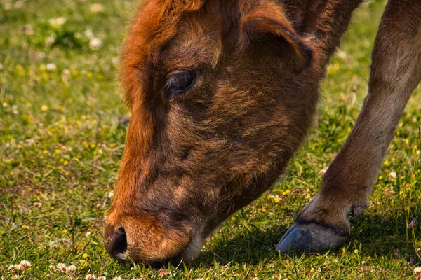 Détail Une Vache Brouteuse Dans Région Samegrelo Zemo Svaneti Géorgie — Photo