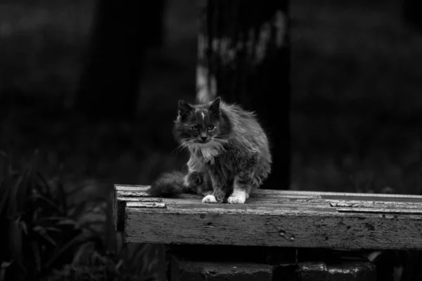 Kleine Katze Auf Der Bank — Stockfoto