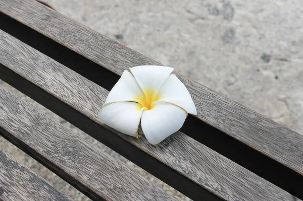 Plumeria Flores Plato Madera Playa Por Mañana Con Luz Del —  Fotos de Stock