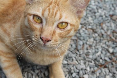 Güzel gözlü turuncu kedi.