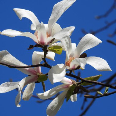   Çiçek açan ağaç baharı.