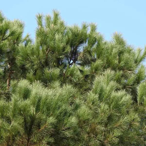 Гілки Голки Соснові Дерева Фоні Блакитного Неба — стокове фото