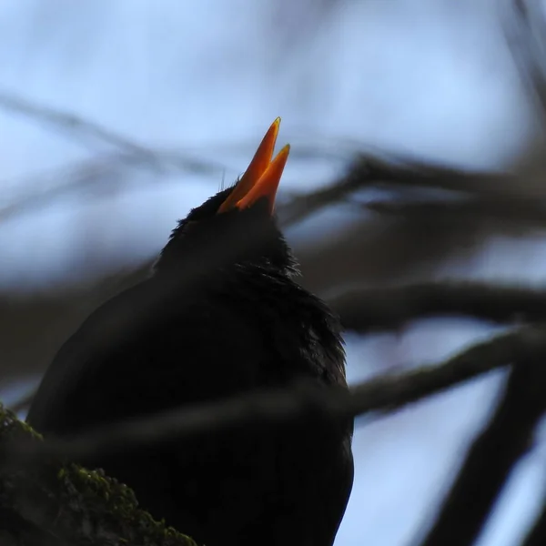 Jarní Pták Větvi Starling — Stock fotografie