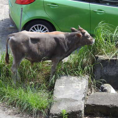 Güneşli bir günde bir inek