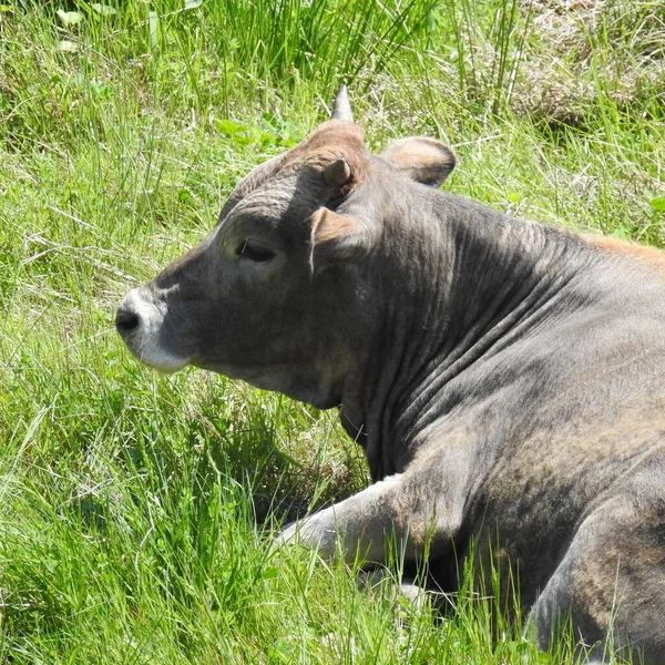 Head Grey Bull — Stock Photo, Image