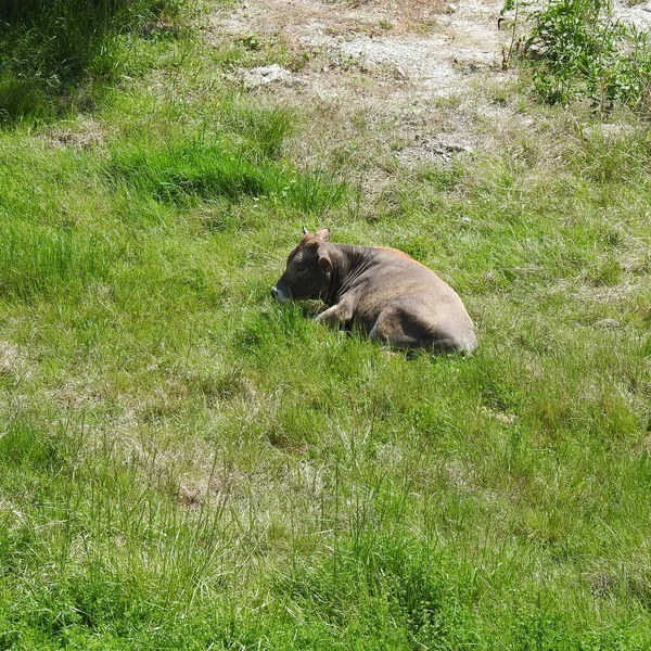 Gray Bull Green Grass Sunny Day — Stock Photo, Image