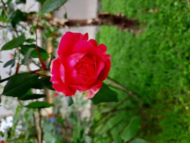 Çiçek açan bahçe güzel kırmızı gül