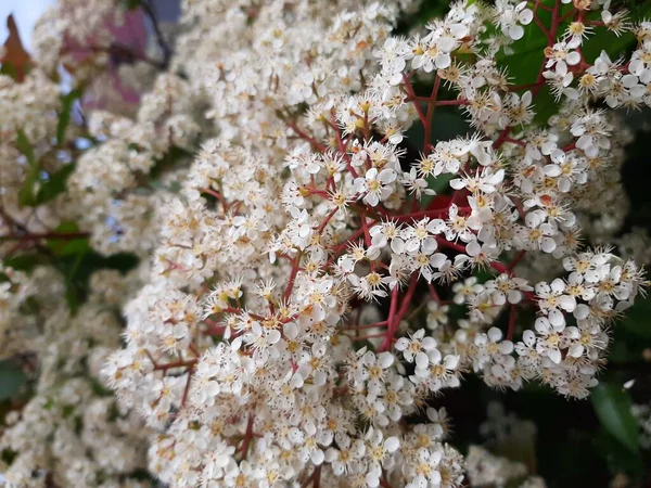 Schöne Kleine Weiße Blüten Auf Einem Hintergrund Aus Grünen Blättern — Stockfoto
