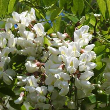 Arılı beyaz akasya çiçekleri