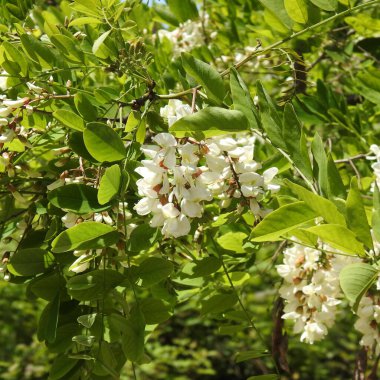 Arılı beyaz akasya çiçekleri