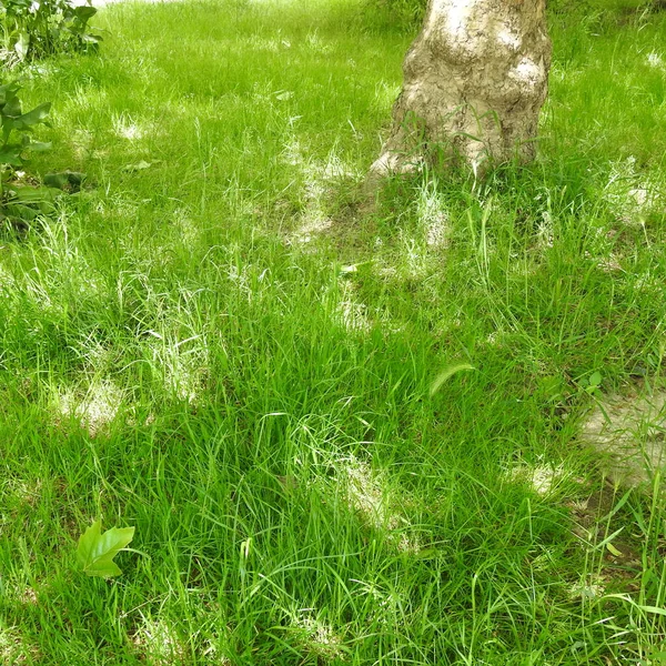 Green Grass Yard Clear Day — Stock Photo, Image