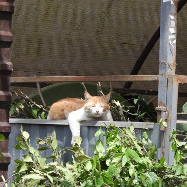 Çöp kutusunda mutlu kırmızı kedi