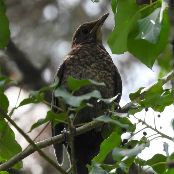 Starling Galho Árvore — Fotografia de Stock