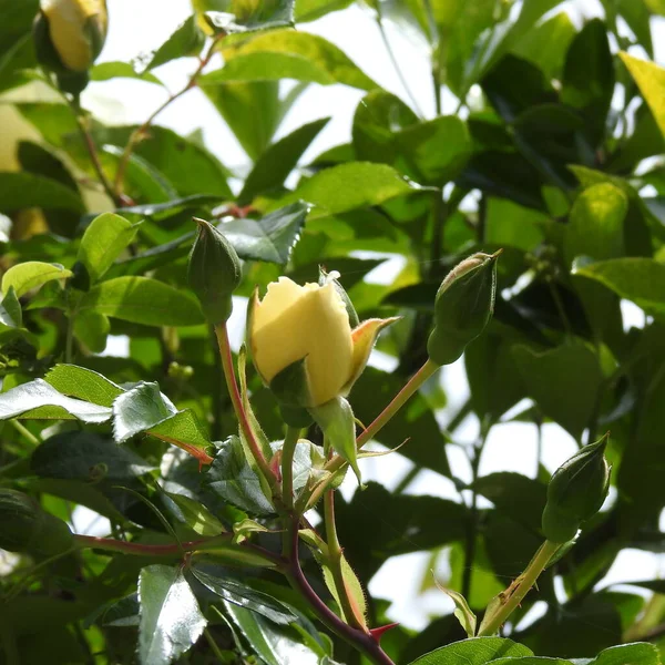 Rosa Amarilla Sobre Fondo Verde — Foto de Stock